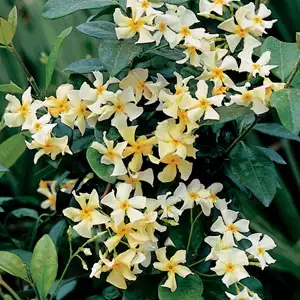 Japanese Star Jasmine 50mm Japanese Star Jasmine 50mm