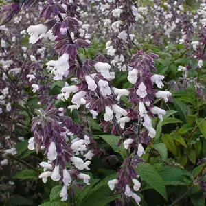 Salvia Phyllis Fancy Salvia Phyllis Fancy