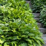 Hosta Green Lady Pplhosgre - Garden Express Australia