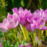 Colchicum Byzantinum