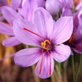 Crocus Saffron Crocus Saffron