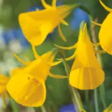 Daffodil Hoop Petticoat Yellow Daffodil Hoop Petticoat Yellow