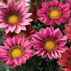 Gazania Rose Gazania Rose