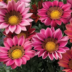 Gazania Rose Gazania Rose