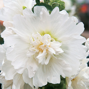 Hollyhock Spring Celebrities White Hollyhock Spring Celebrities White