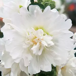 Hollyhock Spring Celebrities White Hollyhock Spring Celebrities White