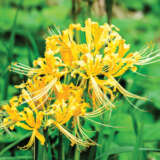 Lycoris Gold Lycoris Gold