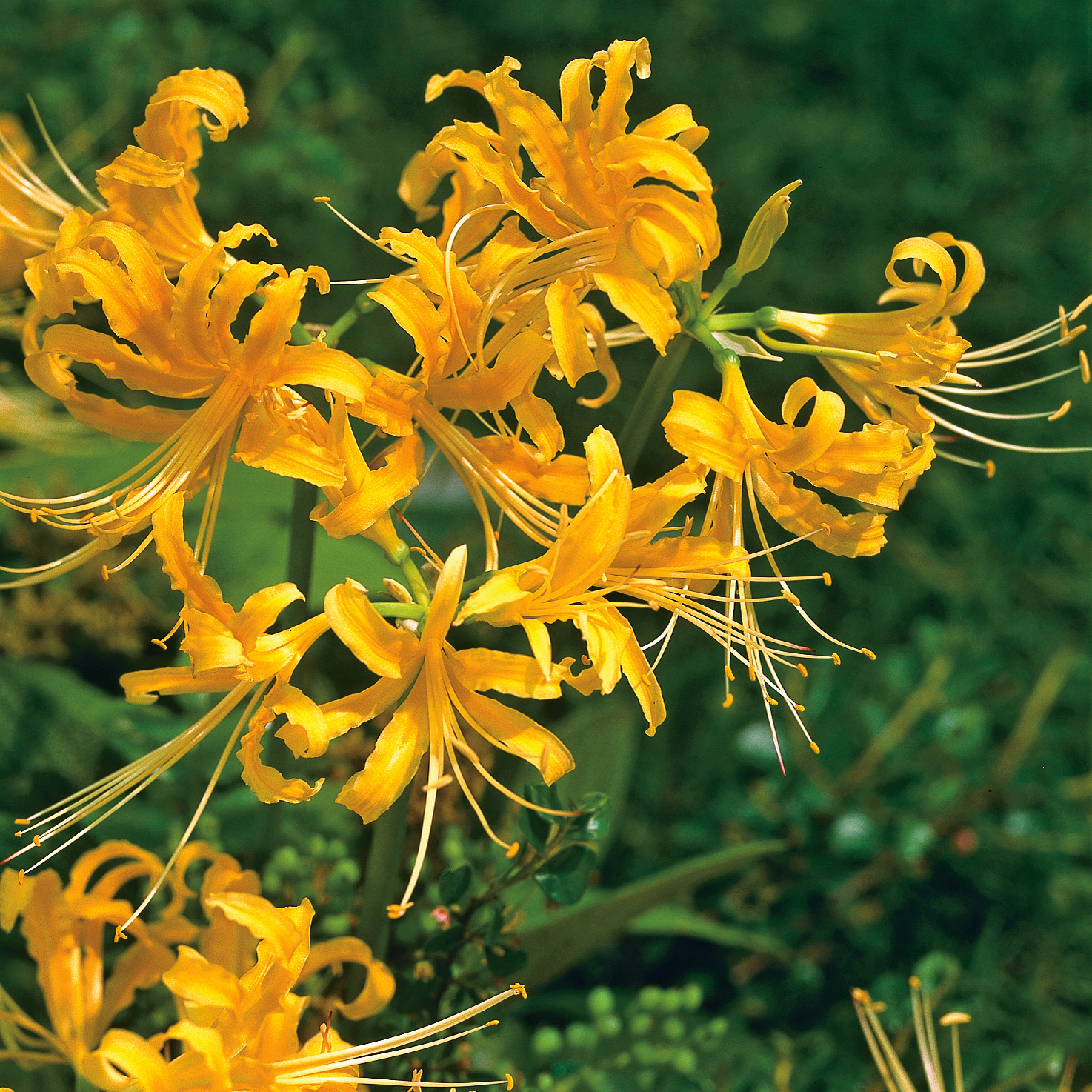 Lycoris Gold Lycoris Gold
