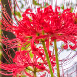 Lycoris Red Lycoris Red
