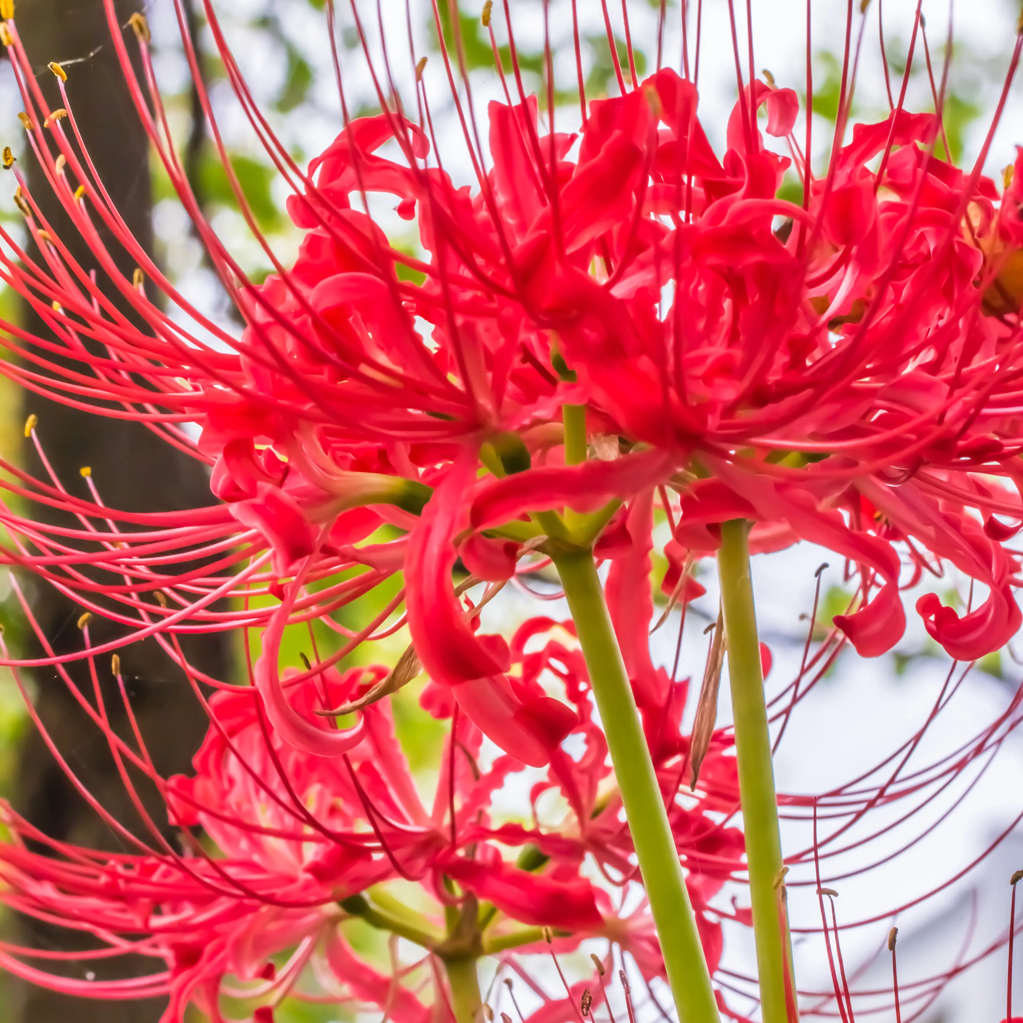 Lycoris Red Lycoris Red