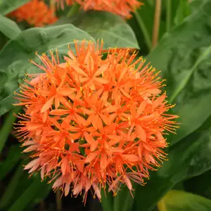 Giant Scadoxus Giant Scadoxus