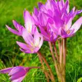 Colchicum Byzantinum Colchicum Byzantinum