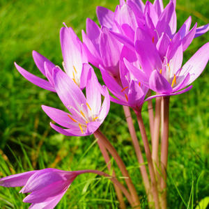Colchicum Byzantinum