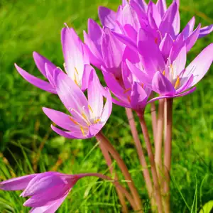 Colchicum Byzantinum Colchicum Byzantinum
