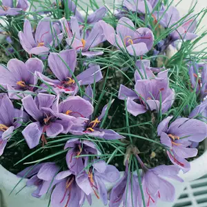 Crocus Saffron Crocus Saffron