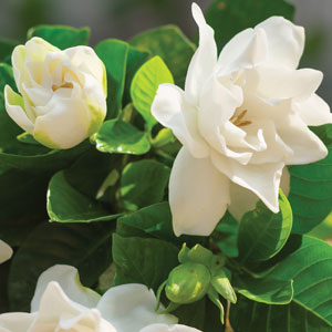 Gardenia Florida Gardenia Florida