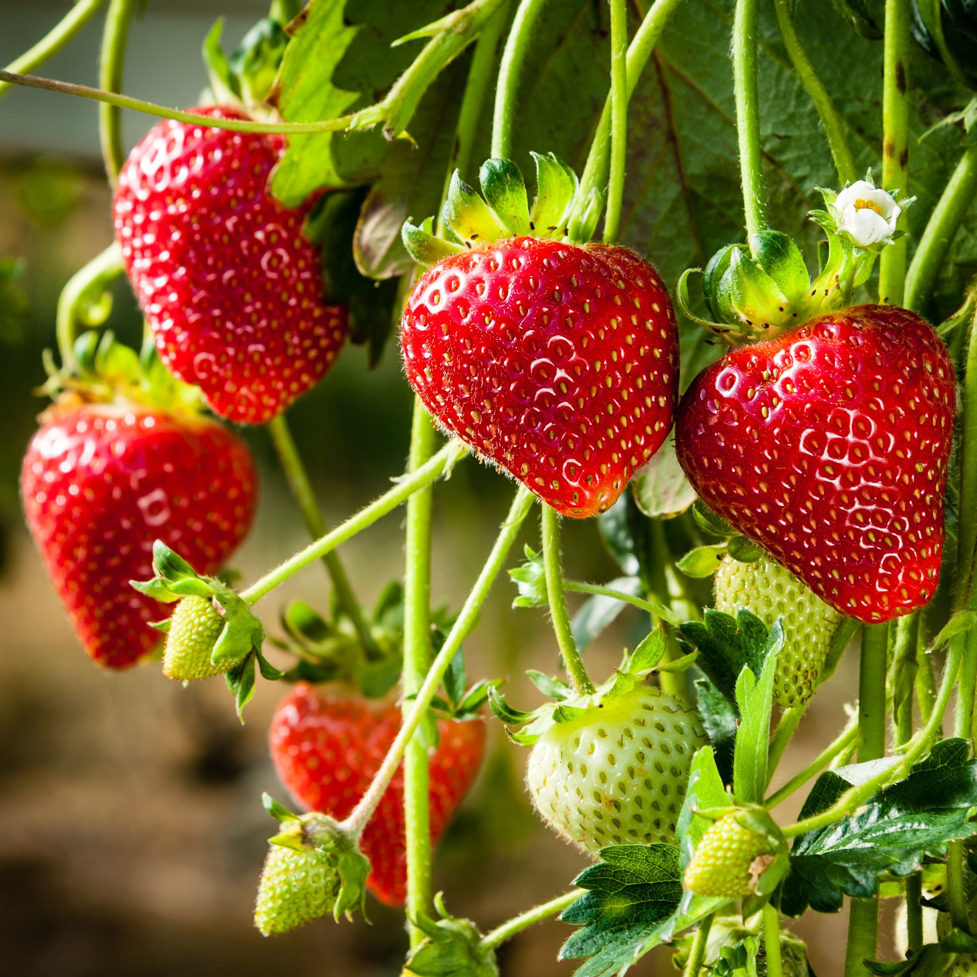 Strawberry Adina 75mm Pot