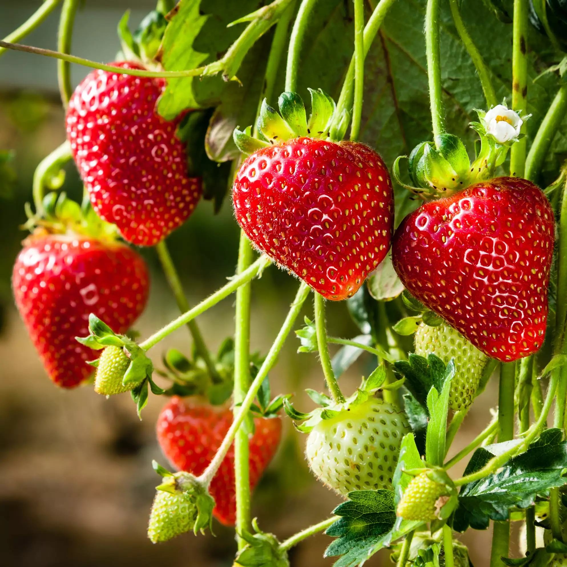 Strawberry Adina 75mm Pot