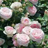Climbing Rose Pierre De Ronsard 2017 Roscpdr - Garden Express Australia