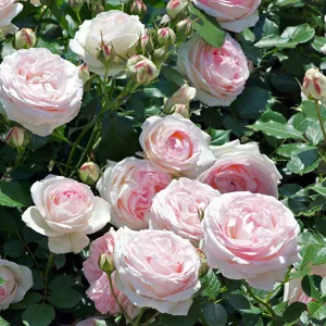 Climbing Rose Pierre De Ronsard Climbing Rose Pierre De Ronsard