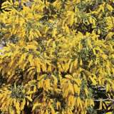 Wildflower Seed Dwarf Wattle - Garden Express Australia