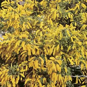 Wildflower Seed – Dwarf Wattle Wildflower Seed – Dwarf Wattle