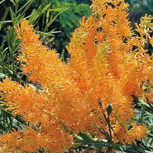 Wildflower Seed – West Australian Christmas Tree Wildflower Seed – West Australian Christmas Tree