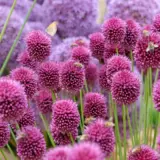 Allium Drumstick – Pre-Order Allium Drumstick – Pre-Order