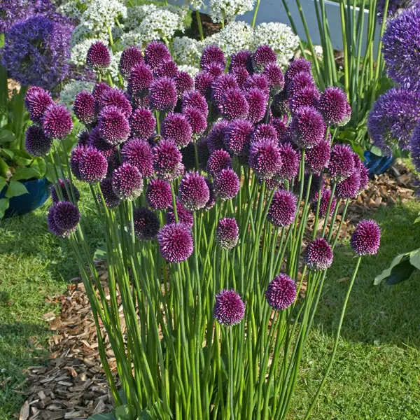 Allium Drumstick – Pre-Order Allium Drumstick – Pre-Order