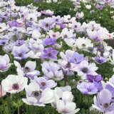 Anemone Poppy Bicolour Anemone Poppy Bicolour