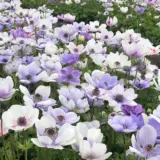 Anemone Poppy Bicolour Anemone Poppy Bicolour