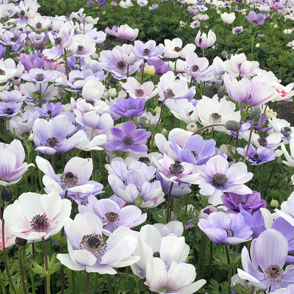 Anemone Poppy Bicolour Anemone Poppy Bicolour