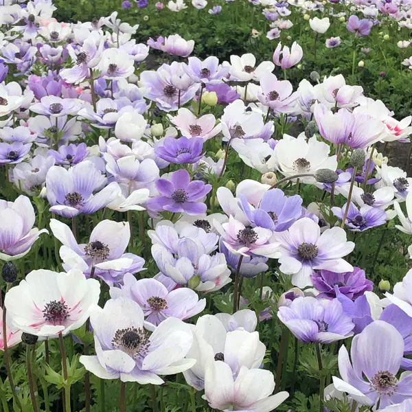 Anemone Poppy Bicolour Anemone Poppy Bicolour