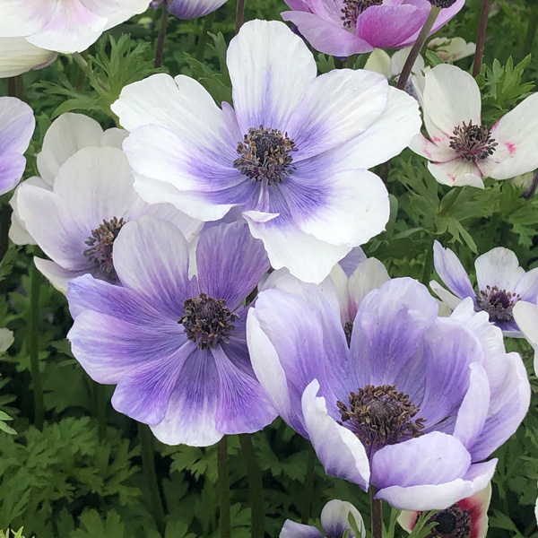 Anemone Poppy Bicolour Anemone Poppy Bicolour