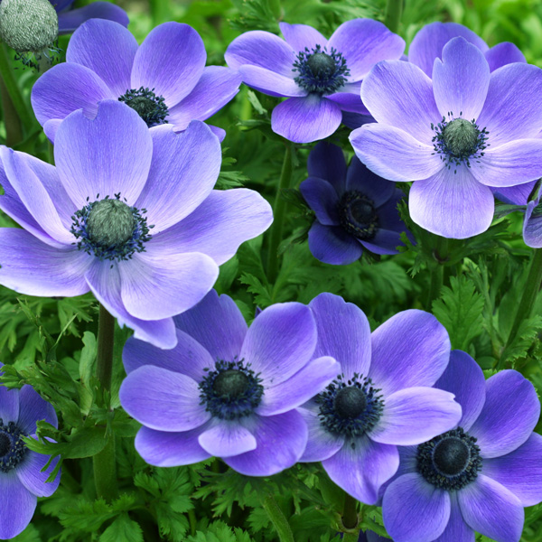 Anemone Poppy Blue