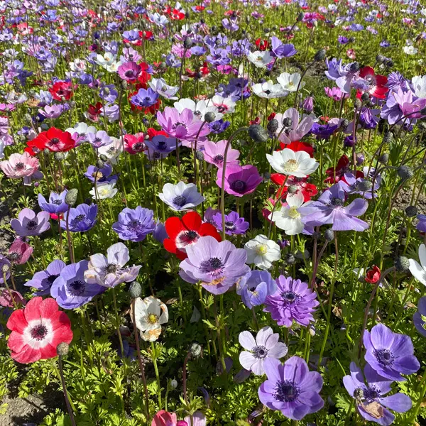 Planting Stock Anemone Mixed Planting Stock Anemone Mixed
