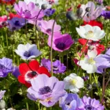 Planting Stock Anemone Mixed Planting Stock Anemone Mixed