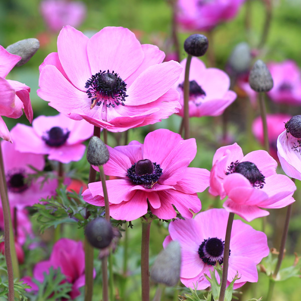 Anemone Poppy Pink Anemone Poppy Pink