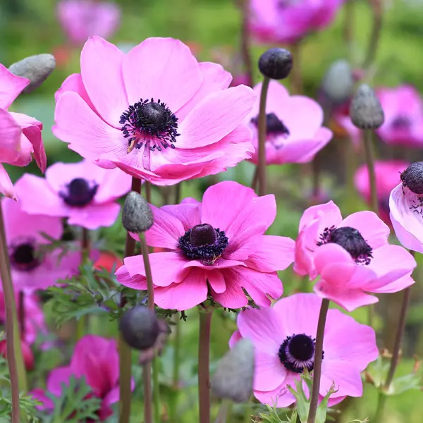 Anemone Poppy Pink Anemone Poppy Pink
