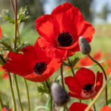 Anemone Poppy Red