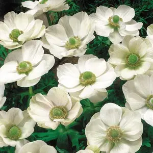 Anemone Poppy White Anemone Poppy White