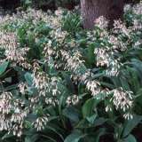 Arthropodium Cirratum Lpoartcir 2018 - Garden Express Australia