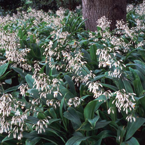 Arthropodium Cirratum