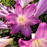 Belladonna Lily Pink Belladonna Lily Pink