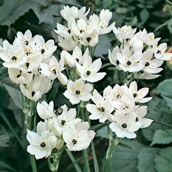 Black Pearl Lily Black Pearl Lily