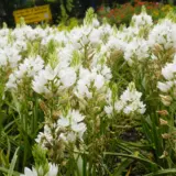 Chincherinchee Chincherinchee