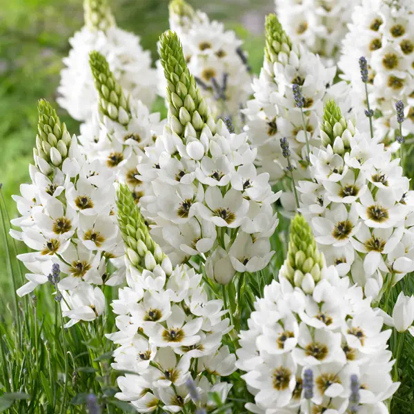 Chincherinchee Chincherinchee