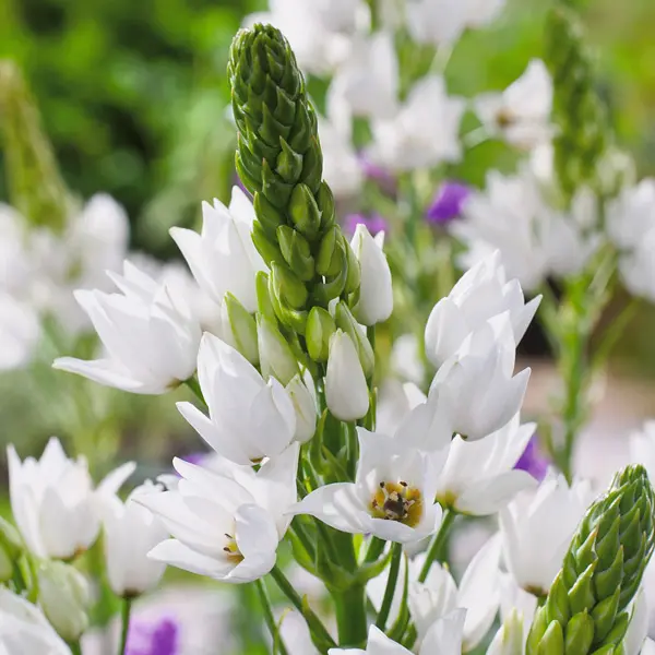 Chincherinchee Chincherinchee