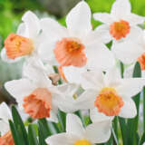 Daffodil Accent Daffodil Accent