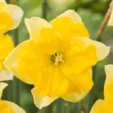 Daffodil Chanterelle Daffodil Chanterelle